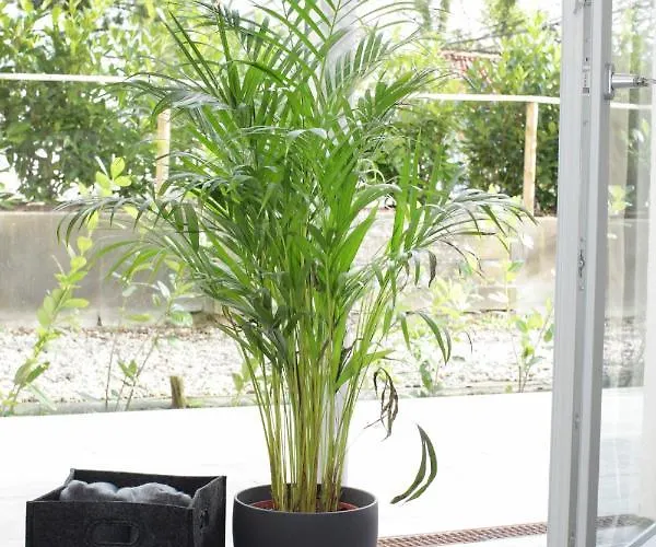 Aparthotel Voss-haus